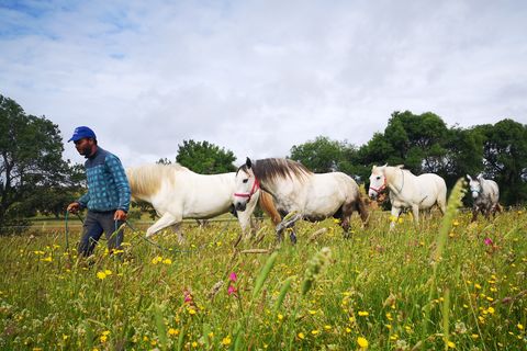 Passeios a Cavalo